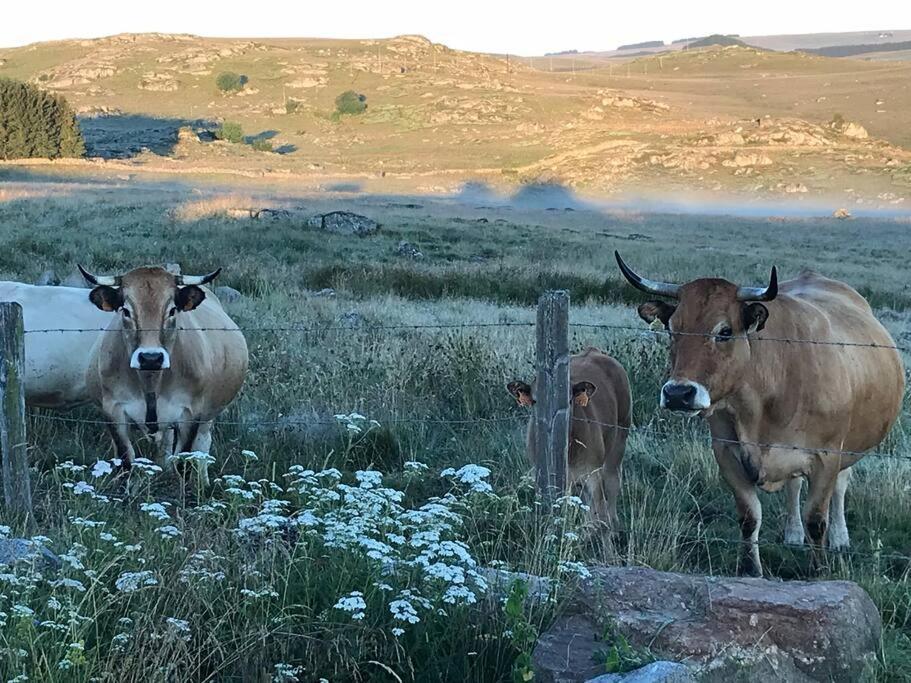 Buron Coeur D'Aubrac Villa Marchastel  Exteriör bild