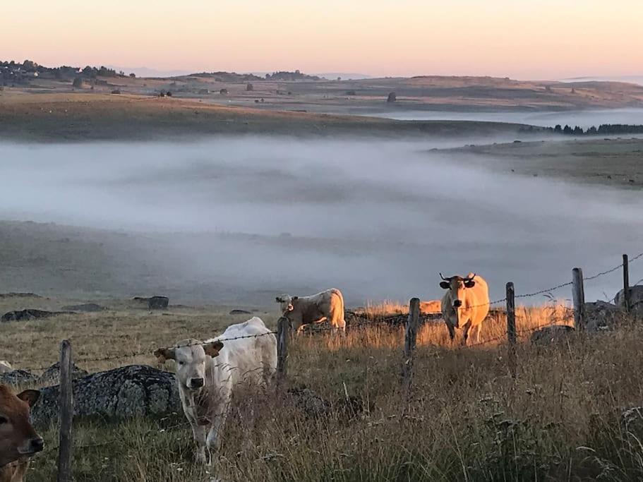 Buron Coeur D'Aubrac Villa Marchastel  Exteriör bild